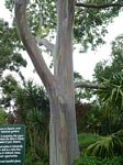 Rainbow Eucalyptus Tree (Hana Hwy)
